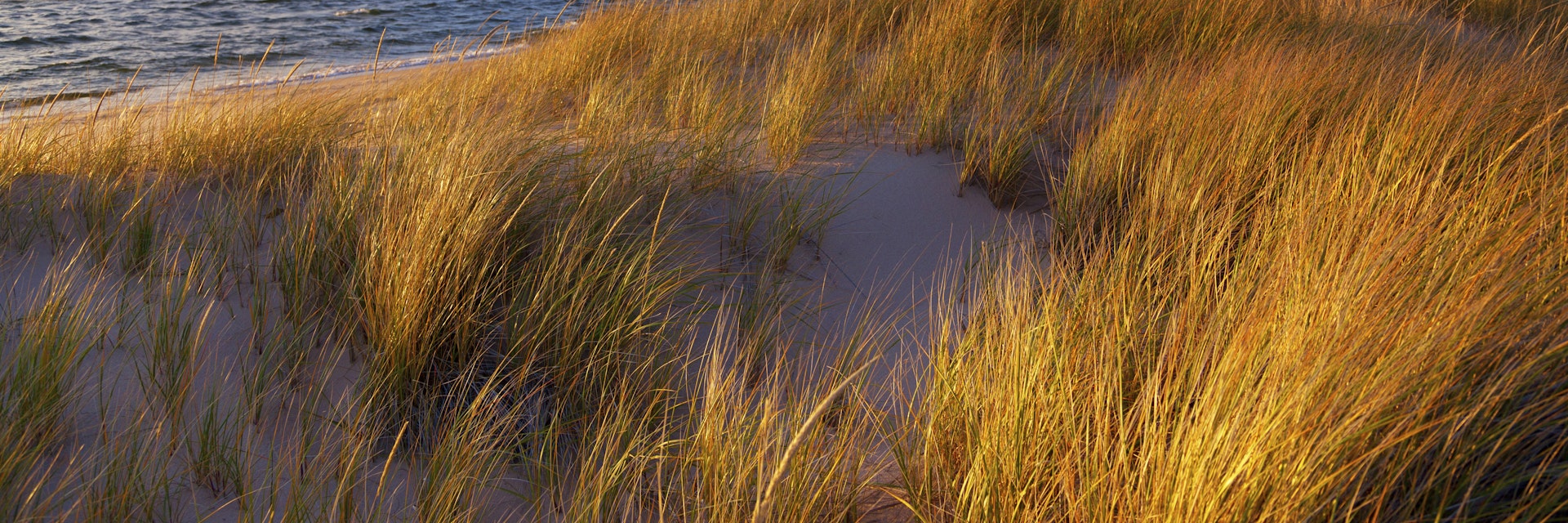 Dune Grass on Lake Michigan