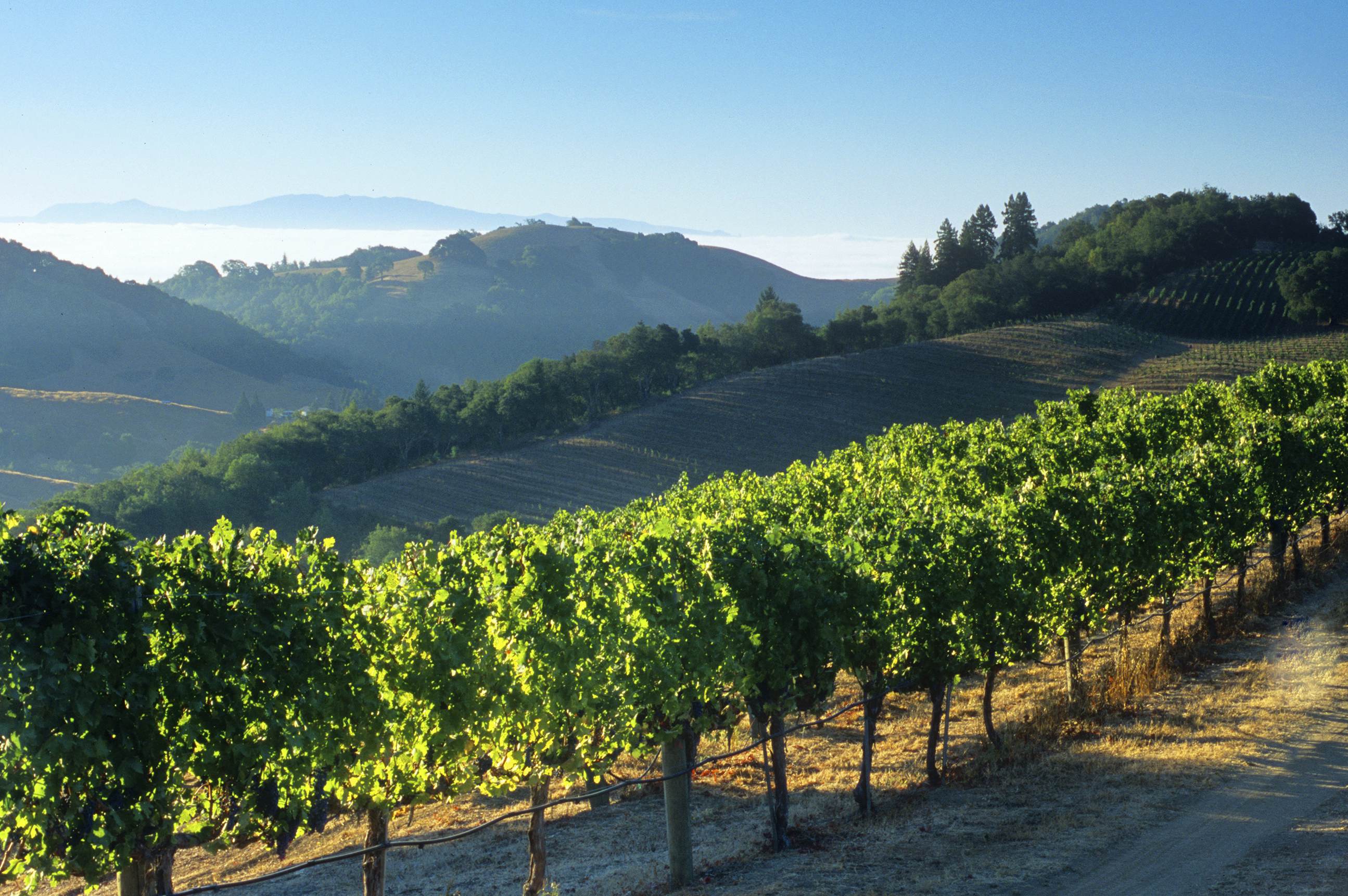 Napa Valley travel - Lonely Planet
