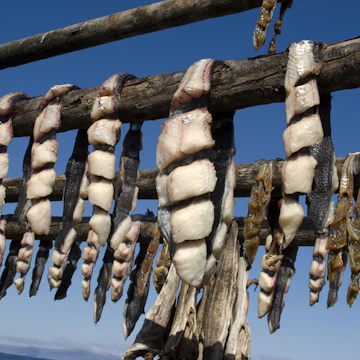 Dried fish-Flatey Breiðafjörður Iceland