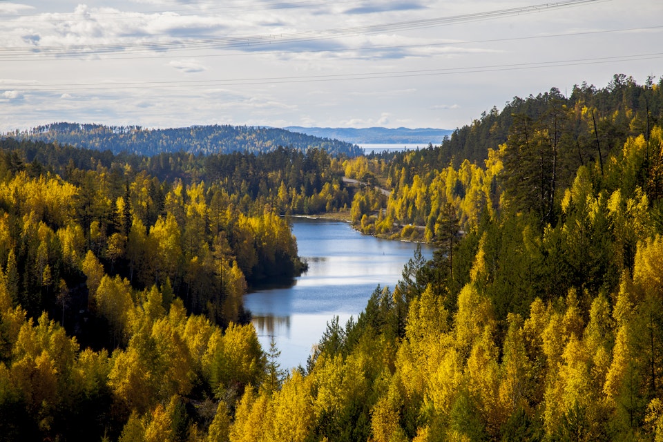 Siberian autumn forest