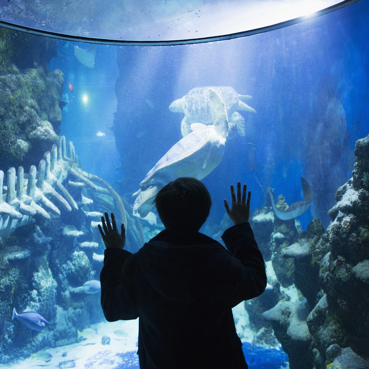 Boy admiring sea life in aquarium