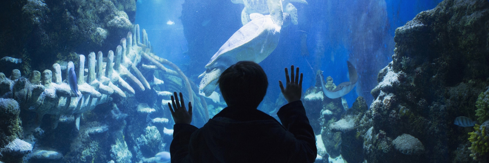 Boy admiring sea life in aquarium