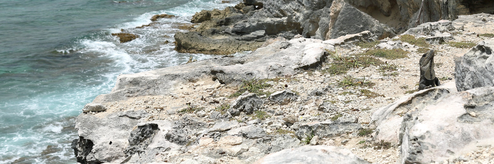 Iguanas at Punta Sur on Isla Mujeres, Quintana Roo