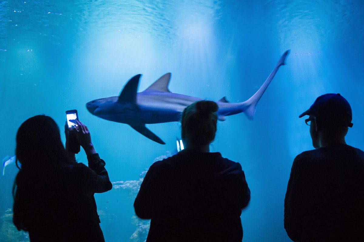 People photographing shark in fishtank