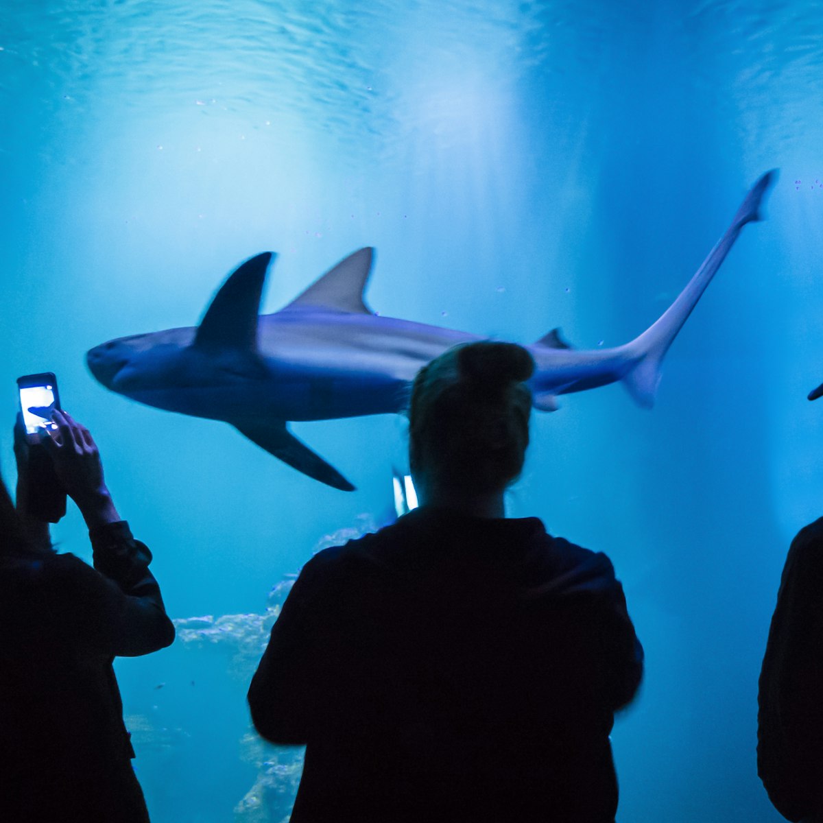 People photographing shark in fishtank