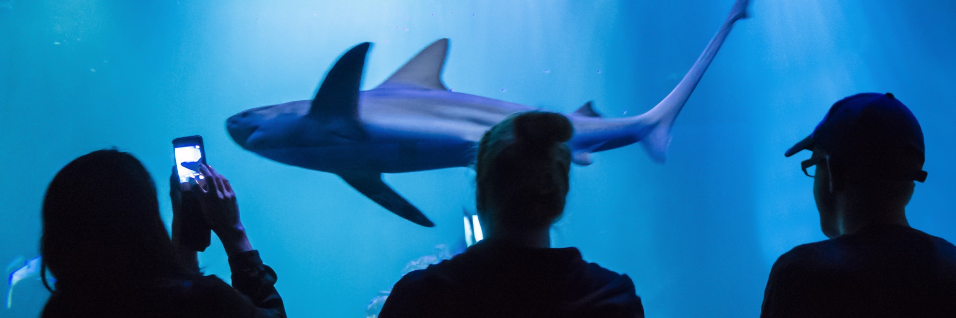 People photographing shark in fishtank