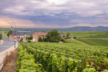 View Vineyards in Epernay. France