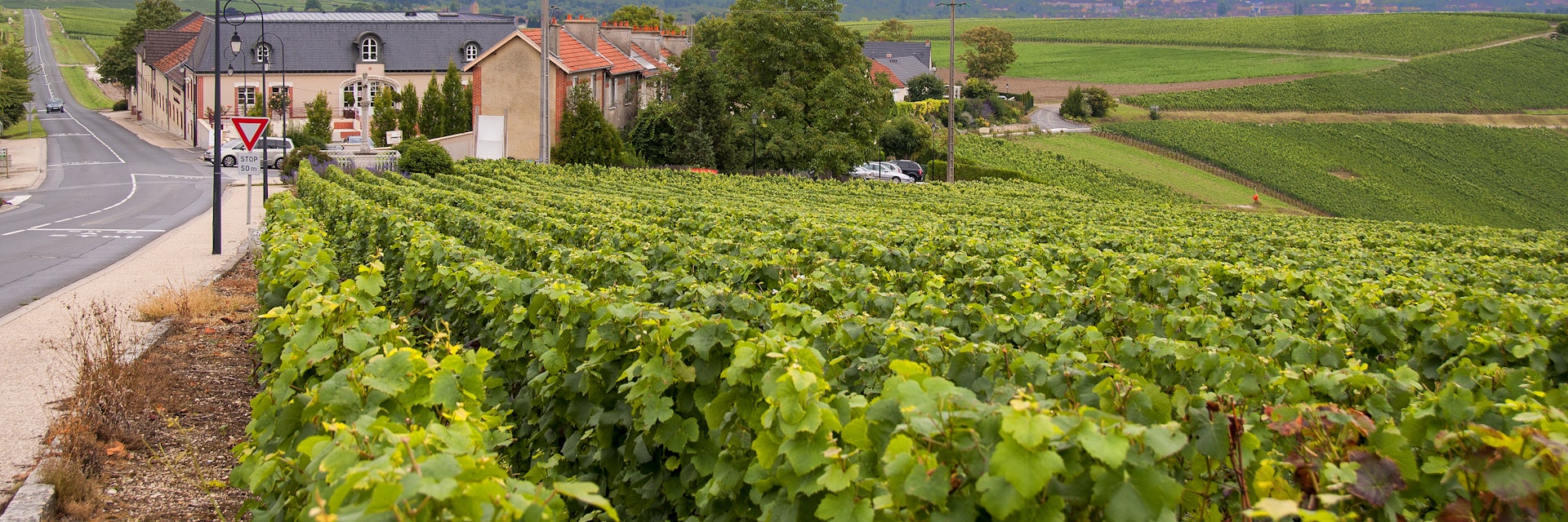 View Vineyards in Epernay. France
