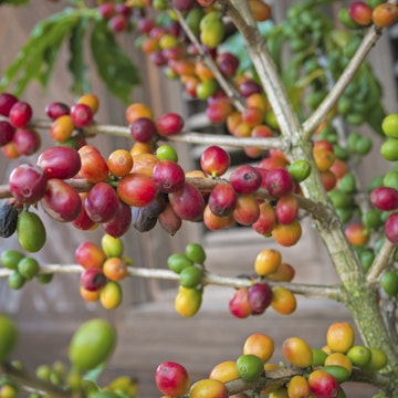 Branch of coffee plant with berry various color, Dominican Republic