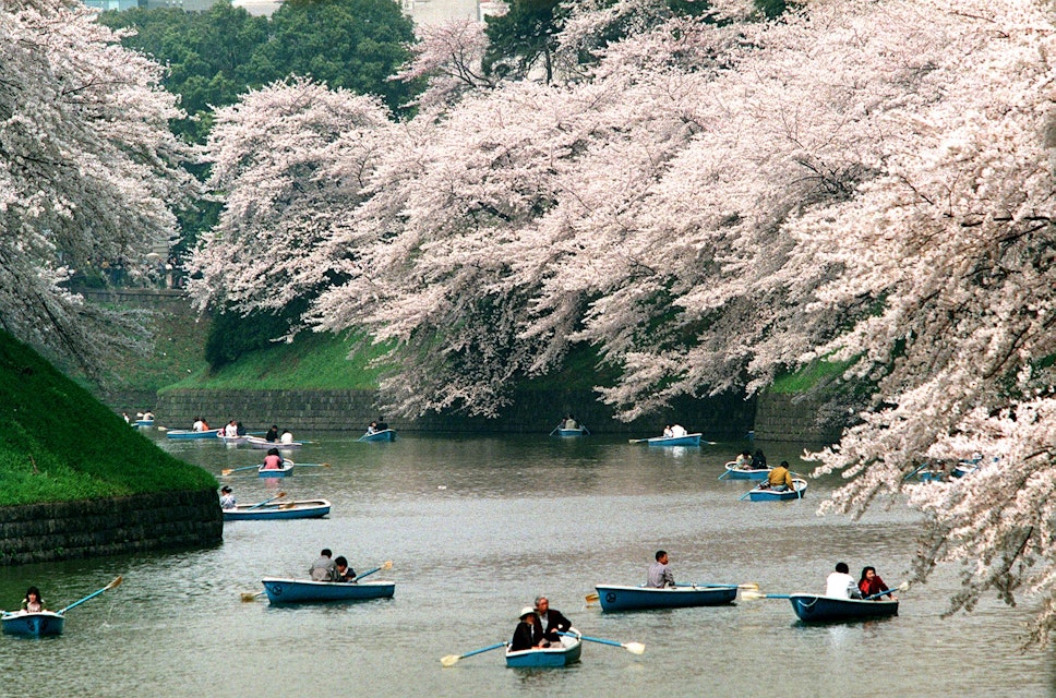 TOKYO, JAPAN:  Boats float on a pond surrounded by cherry blossoms at Kitanomaru Park in Tokyo 05 April as the flower-viewing season reaches its climax. The park is considered to be a prime site for enjoying cherry blossoms.   AFP  PHOTO (Photo credit should read KAZUHIRO NOGI/AFP/Getty Images)