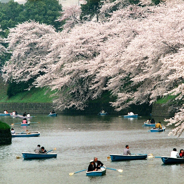 TOKYO, JAPAN: Boats float on a pond surrounded by cherry blossoms at Kitanomaru Park in Tokyo 05 April as the flower-viewing season reaches its climax. The park is considered to be a prime site for enjoying cherry blossoms. AFP PHOTO (Photo credit should read KAZUHIRO NOGI/AFP/Getty Images)