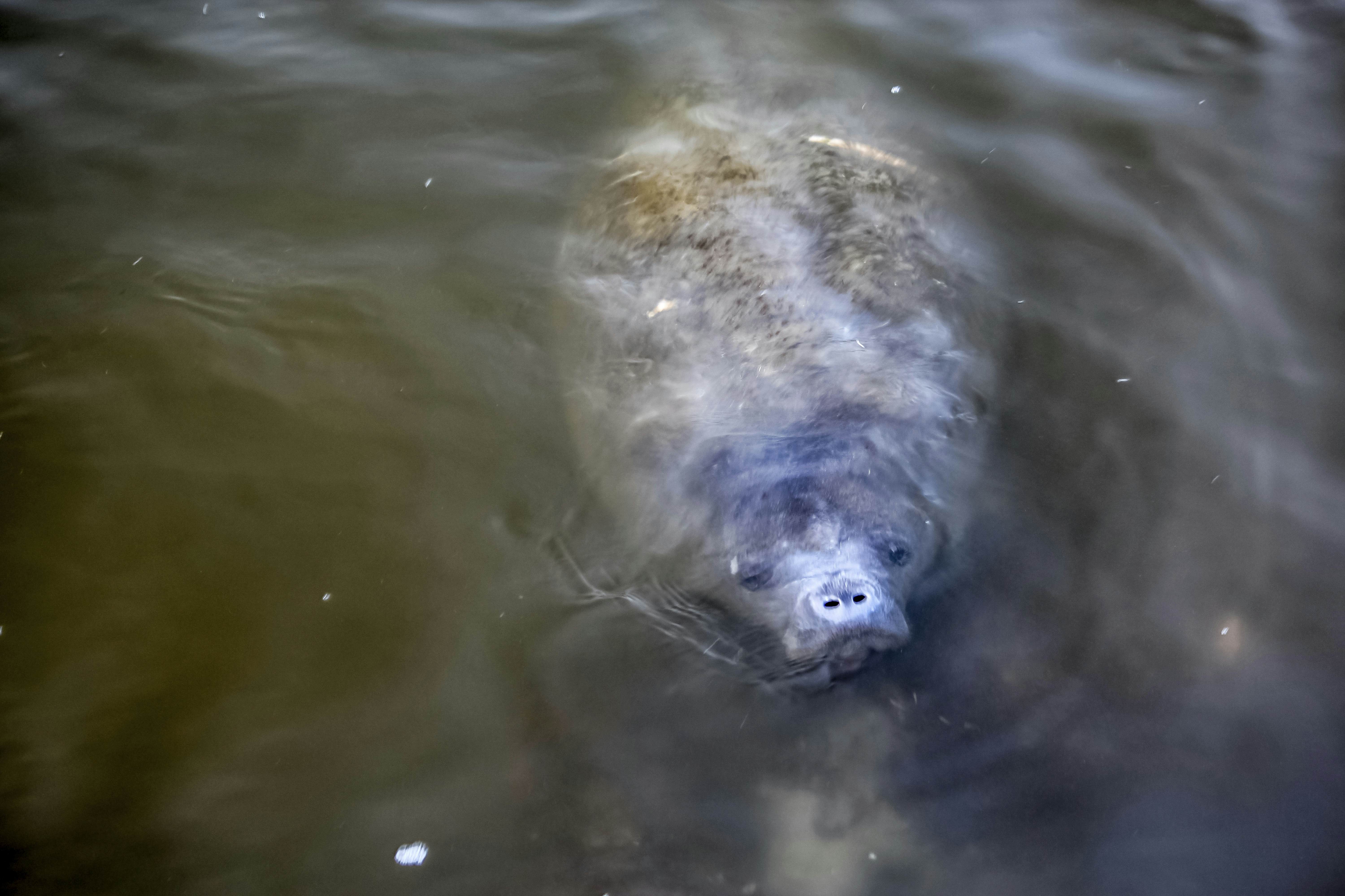 Lee County Manatee Park | Fort Myers, Florida | Attractions - Lonely Planet