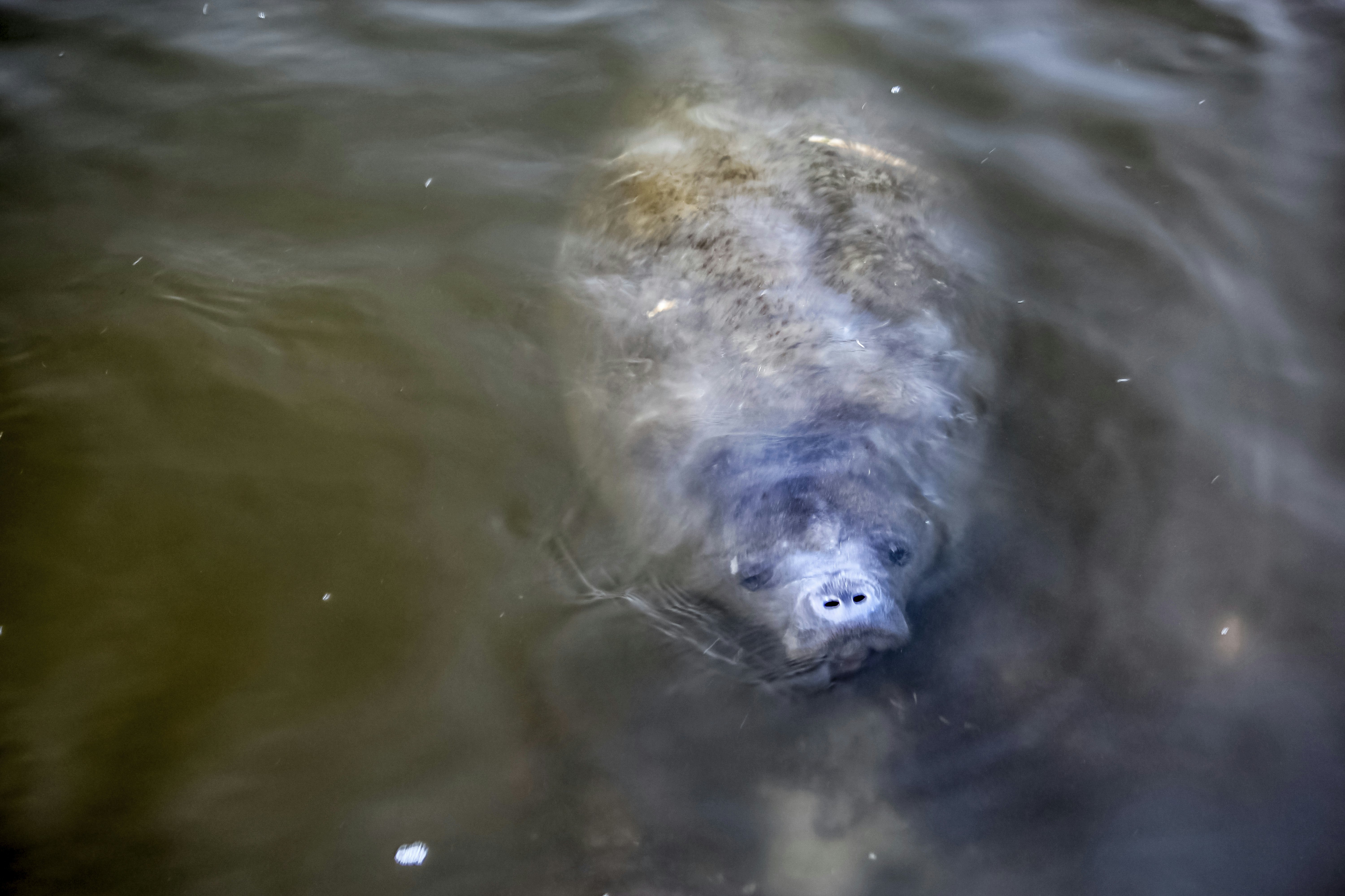 Single manatee
