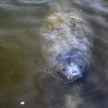 Single manatee