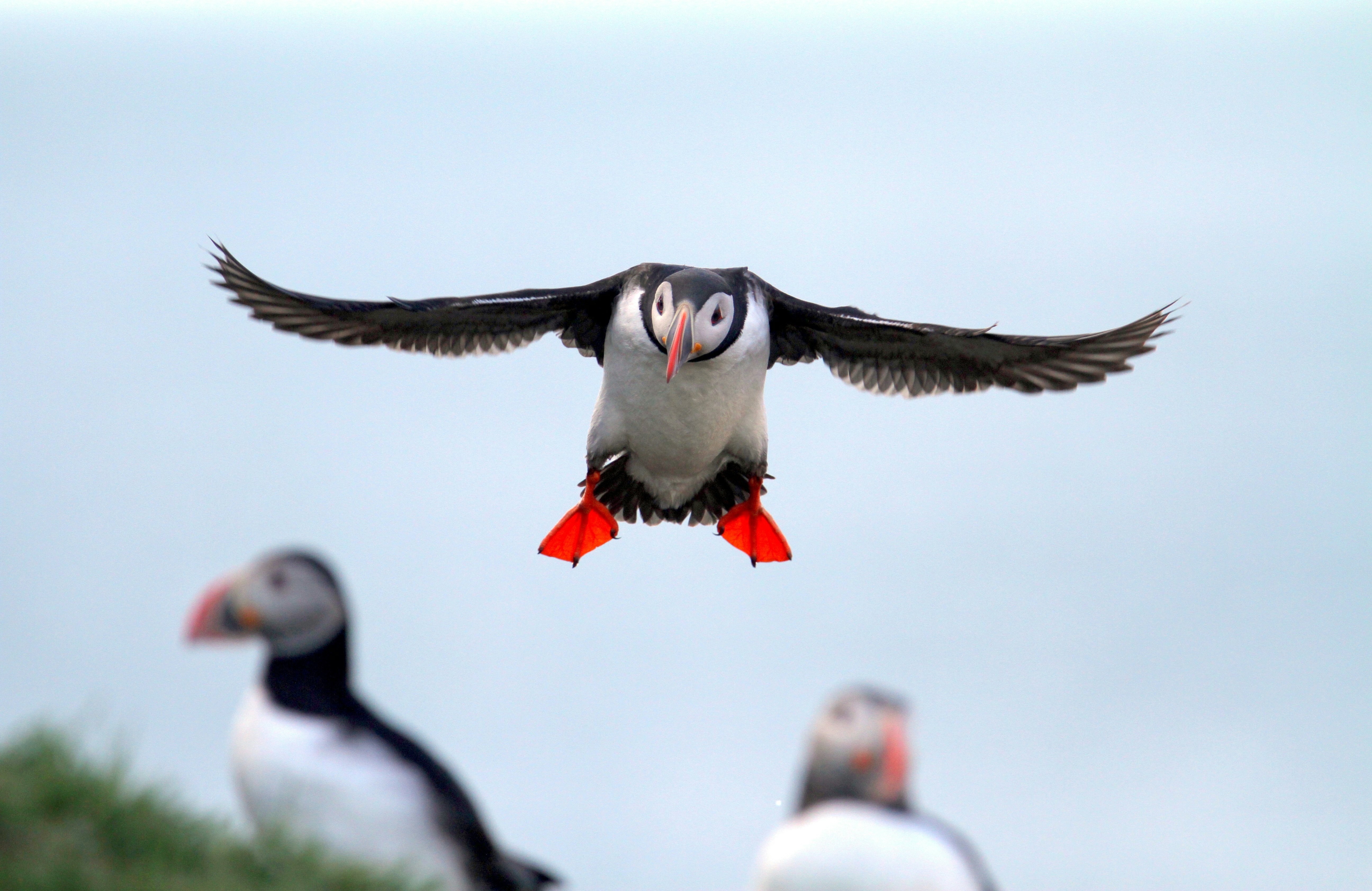 Iceland, Puffin in flight