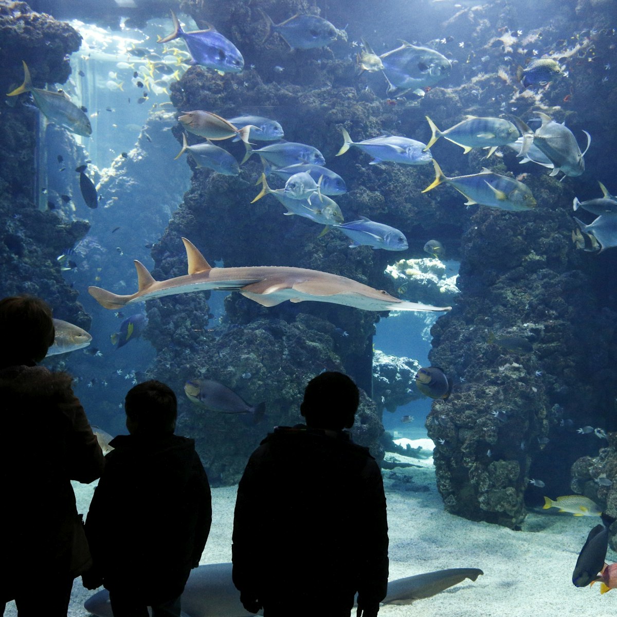 The aquarium of the Oceanographic Museum of Monaco. (Photo by: Godong/UIG via Getty Images)