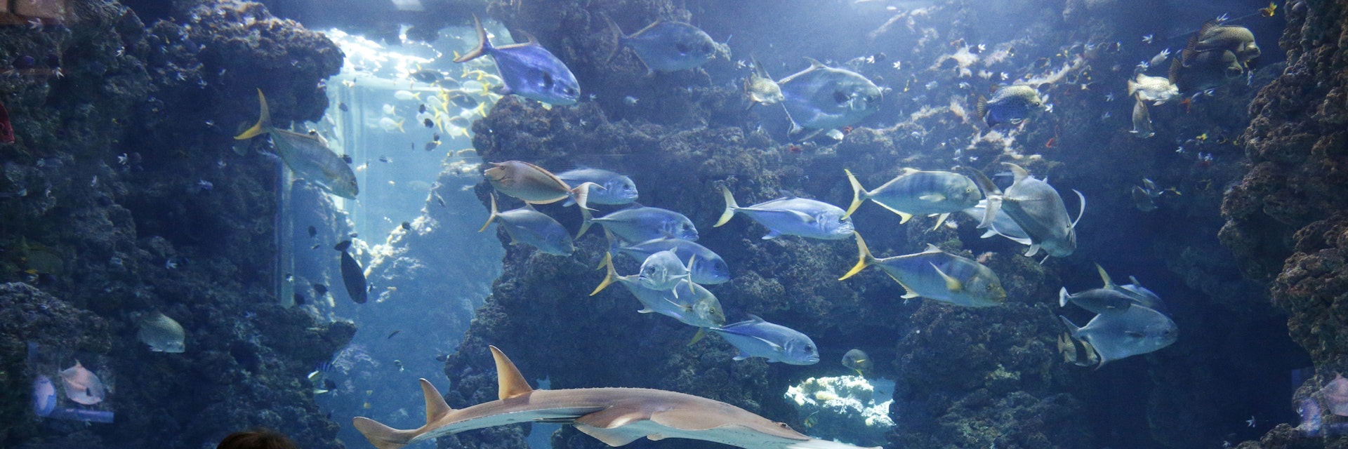 The aquarium of the Oceanographic Museum of Monaco. (Photo by: Godong/UIG via Getty Images)