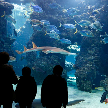 The aquarium of the Oceanographic Museum of Monaco. (Photo by: Godong/UIG via Getty Images)