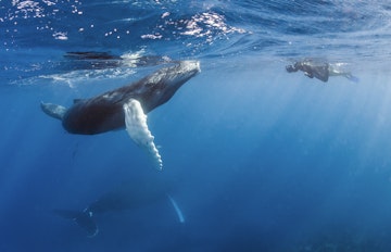 Dominican Republic, Silverbanks, Humpback whales, Megaptera novaeangliae, and divers