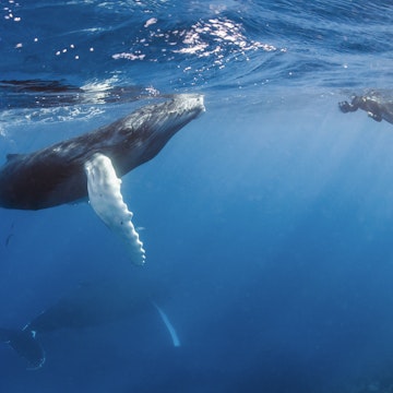 Dominican Republic, Silverbanks, Humpback whales, Megaptera novaeangliae, and divers