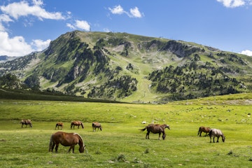 Spain, Catalonia, Pyrenees, Horses grazing at Pla de Beret