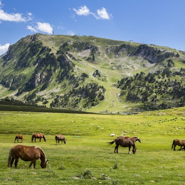 Spain, Catalonia, Pyrenees, Horses grazing at Pla de Beret