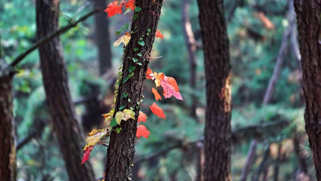 Close-Up Of Autumn Leaves On Tree Trunk In Forest