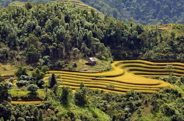 Vietnam, Ha Giang province, Ha Giang, rice fileds in terrace