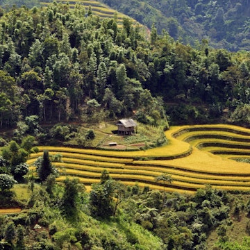 Vietnam, Ha Giang province, Ha Giang, rice fileds in terrace