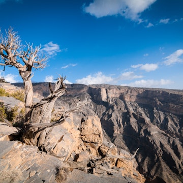 Tree on edge of the "Grand Canyon" of Oman