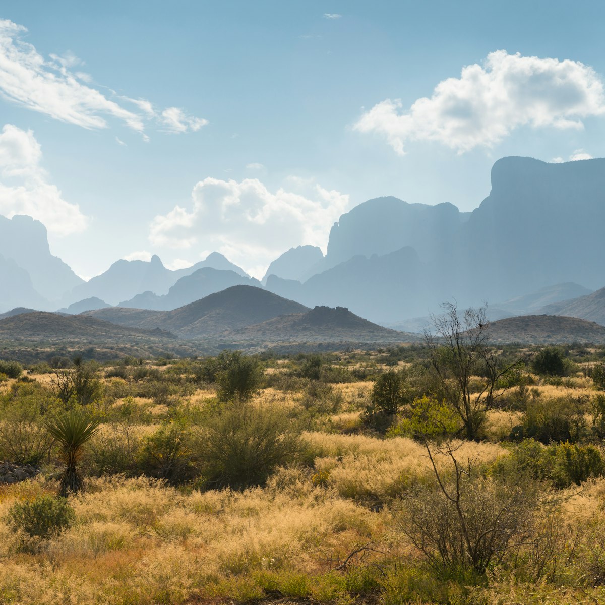 USA, Texas, Big Bend National Park, Desert landscape