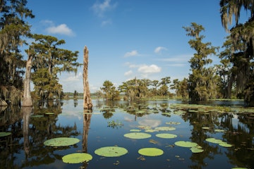USA, Louisiana, Swamp landscape