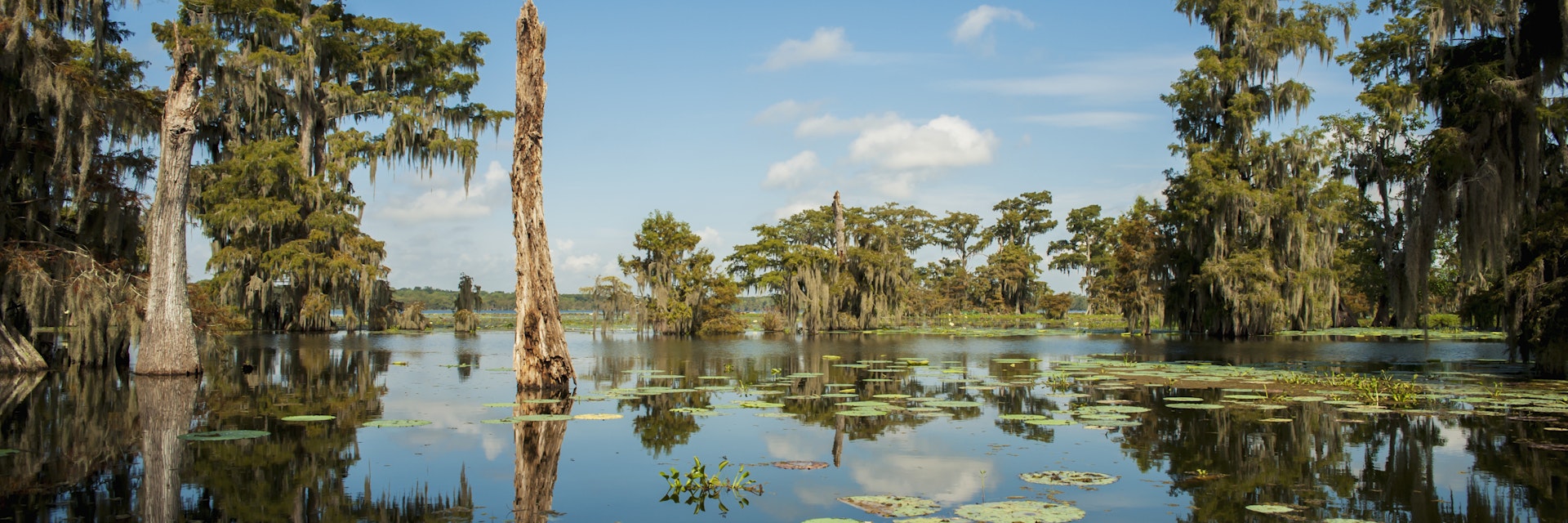 USA, Louisiana, Swamp landscape