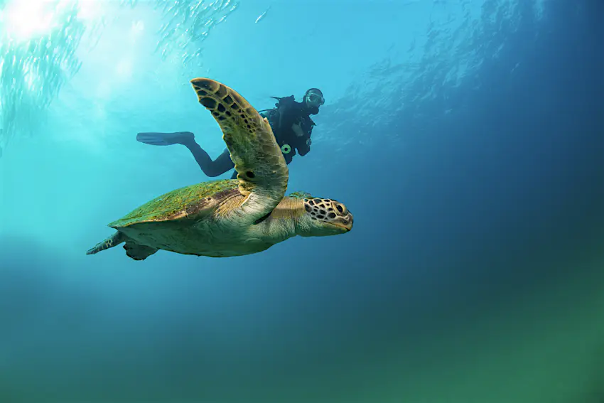 A sea turtle makes its way to nest A sea turtle makes its way to nest