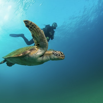 Green sea turtle swimming with a scuba diver