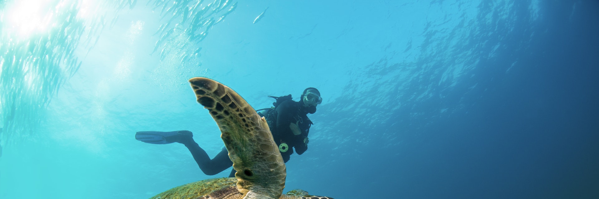 Green sea turtle swimming with a scuba diver