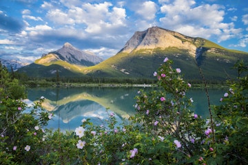 Wild roses, Gap Lake, near Canmore, Alberta, Canada