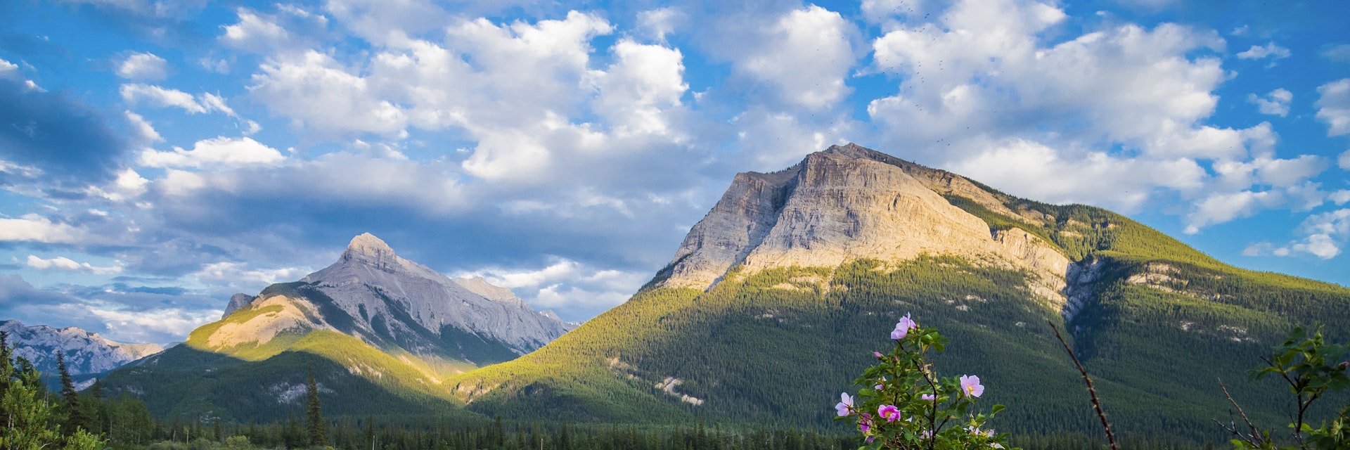 Wild roses, Gap Lake, near Canmore, Alberta, Canada