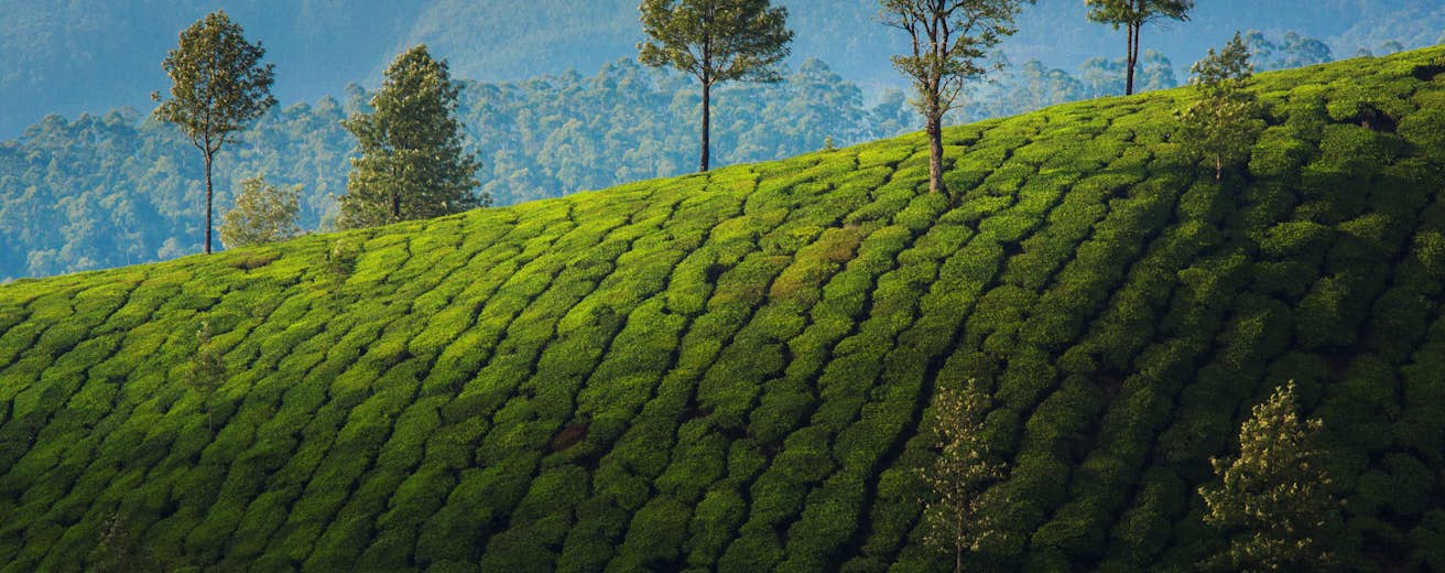 Kerala travel | India, Asia - Lonely Planet