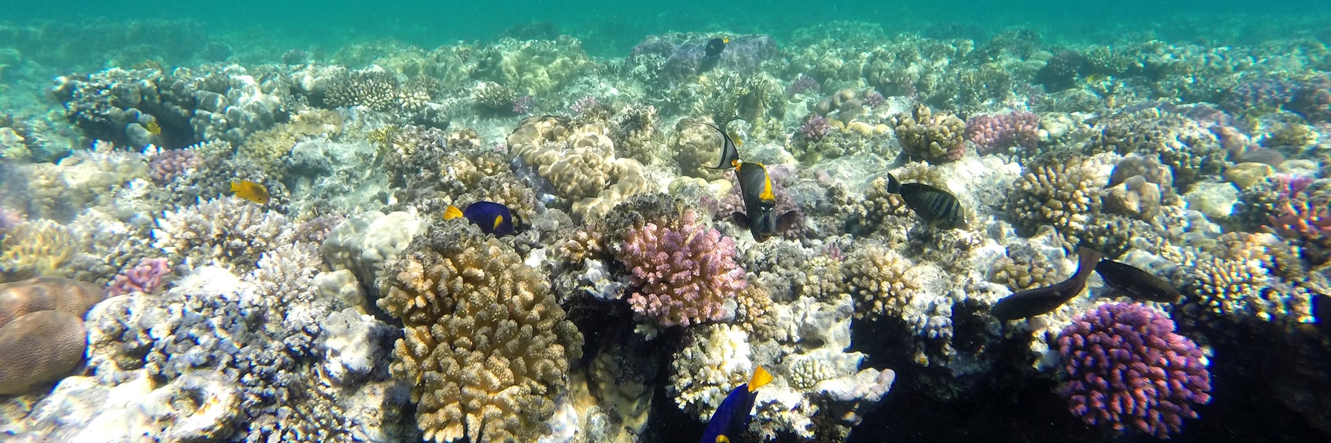 Coral Reef. Red Sea. Marsa Alam. (Photo by: EyeOn/UIG via Getty Images)