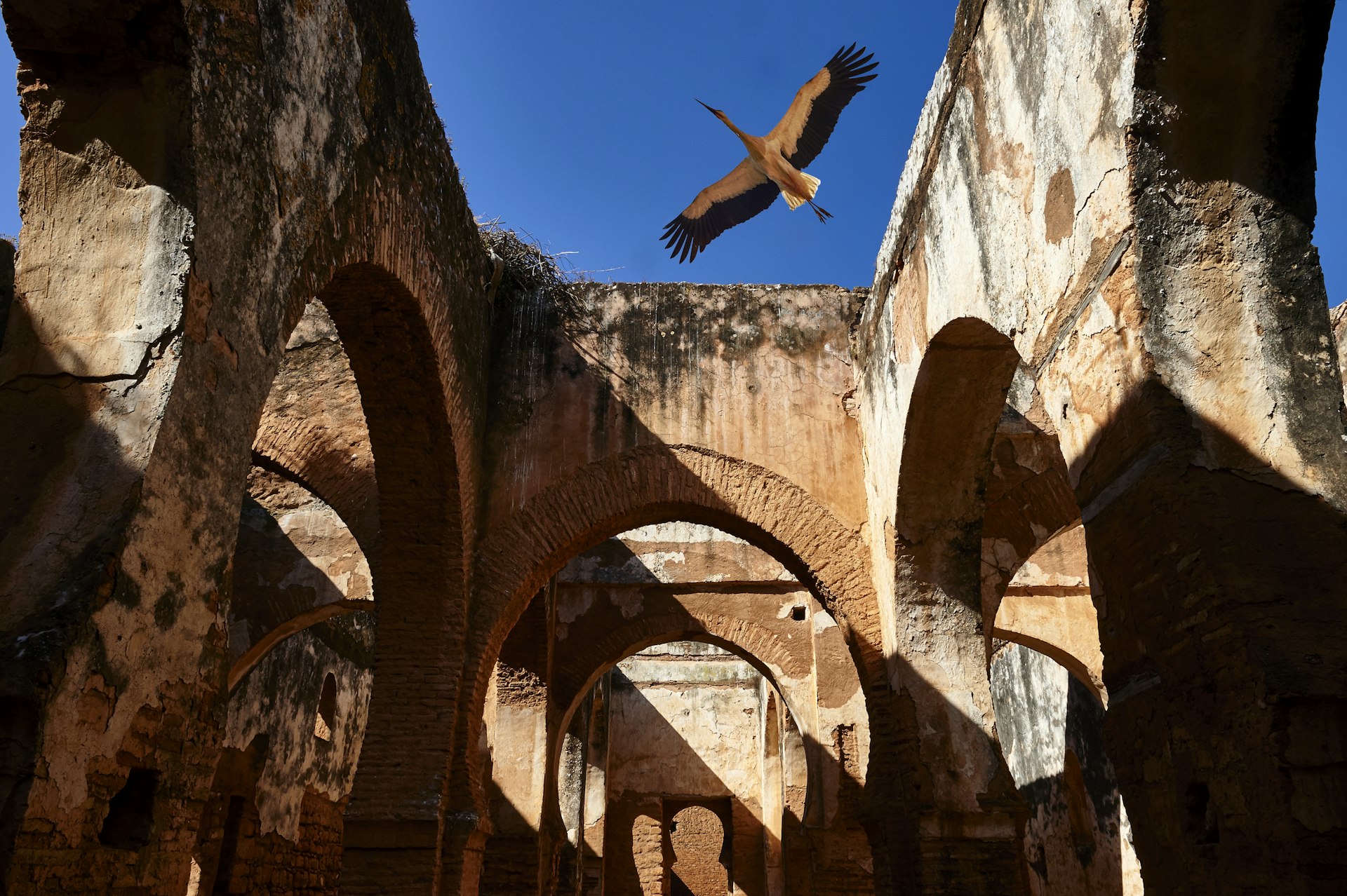 A stork flies over the historic Chellah Necropolis in Rabat, Morocco