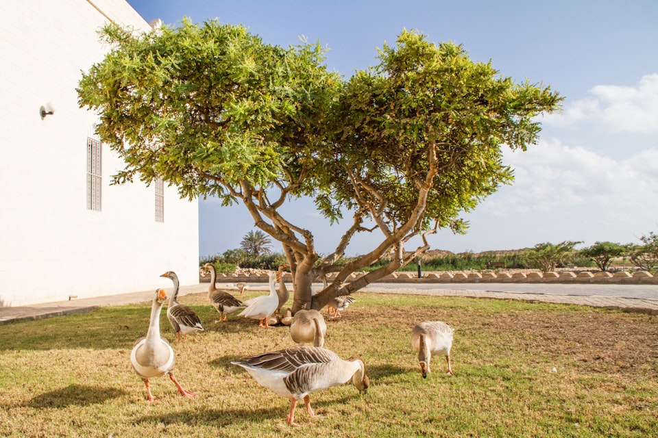 Frankincense tree at the Frankincense Museum with a group of geese under the tree. Salalah, Oman