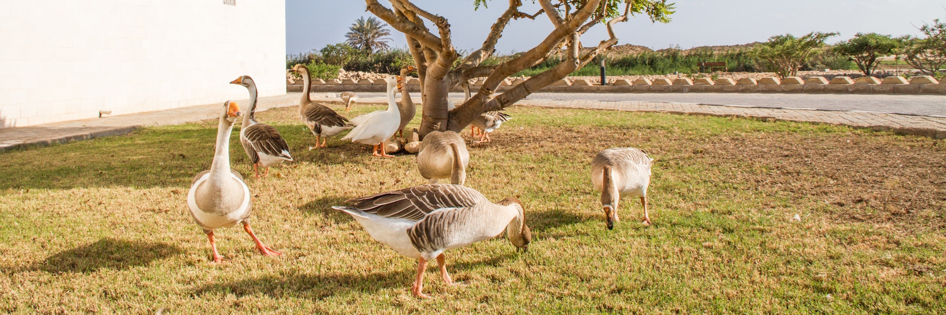 Frankincense tree at the Frankincense Museum with a group of geese under the tree. Salalah, Oman