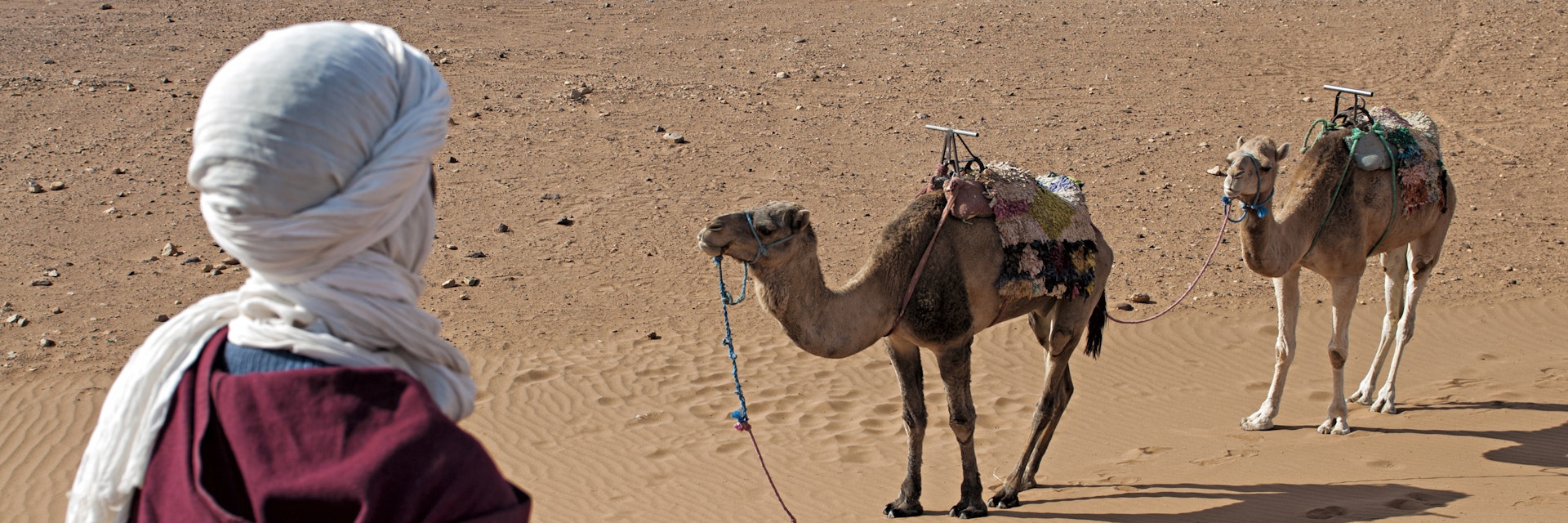 Morocco, Draa Valley, Zagora, Berber man with camels sitting on Tinfou dunes near Tamegrout