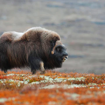 Muskox (Ovibos moschatus), Dovrefjell Sunndalsfjella National Park, Norway