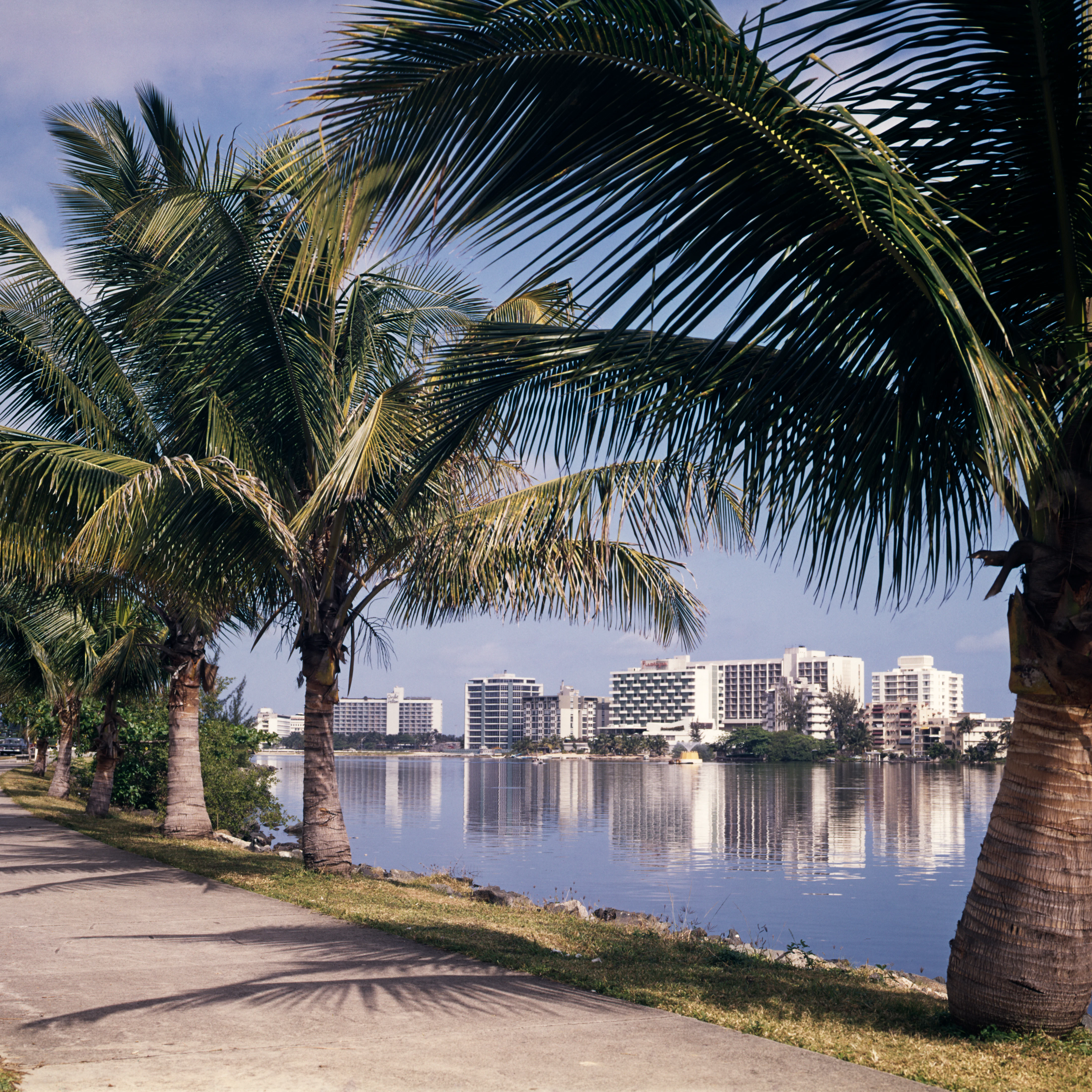 1960s PALM TREE LINED...