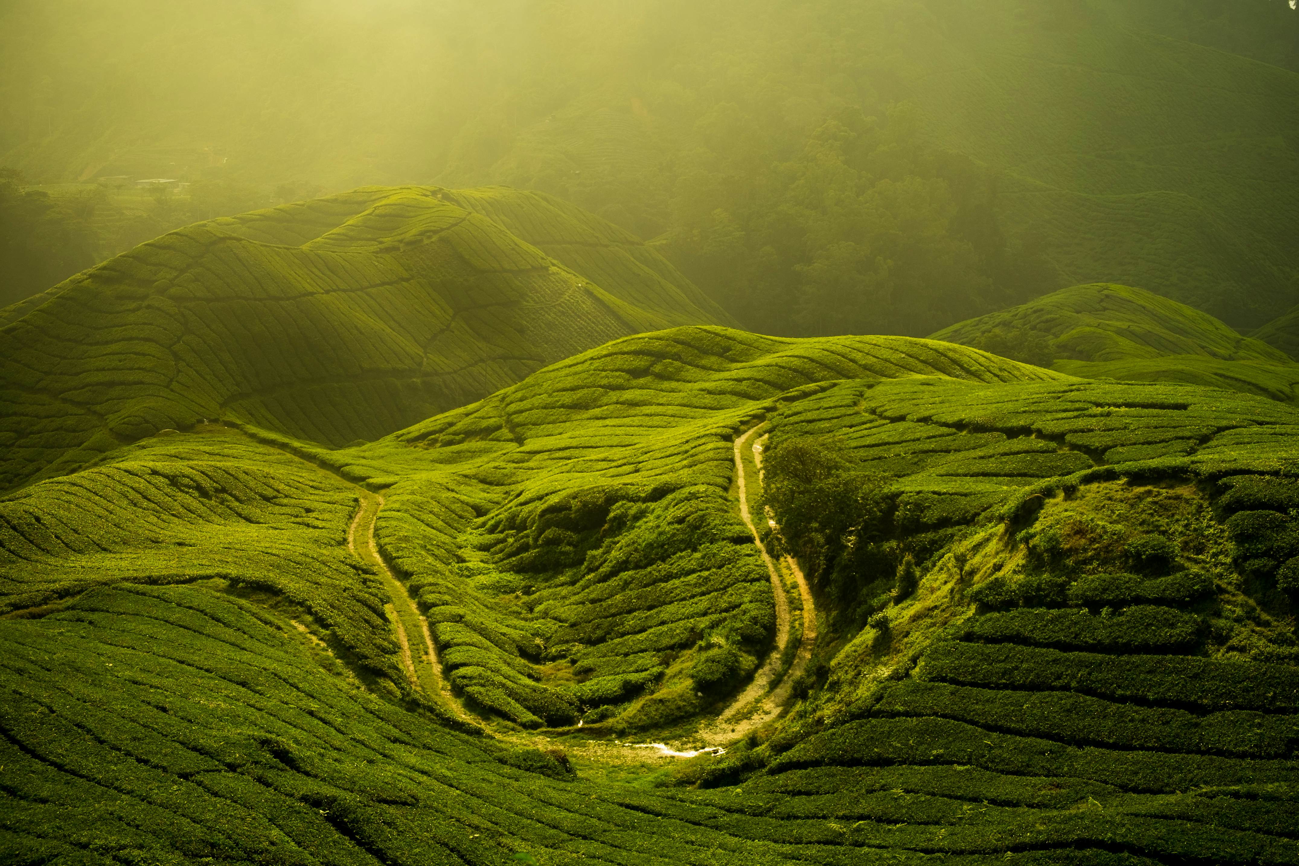 Cameron Highlands travel Malaysia Lonely