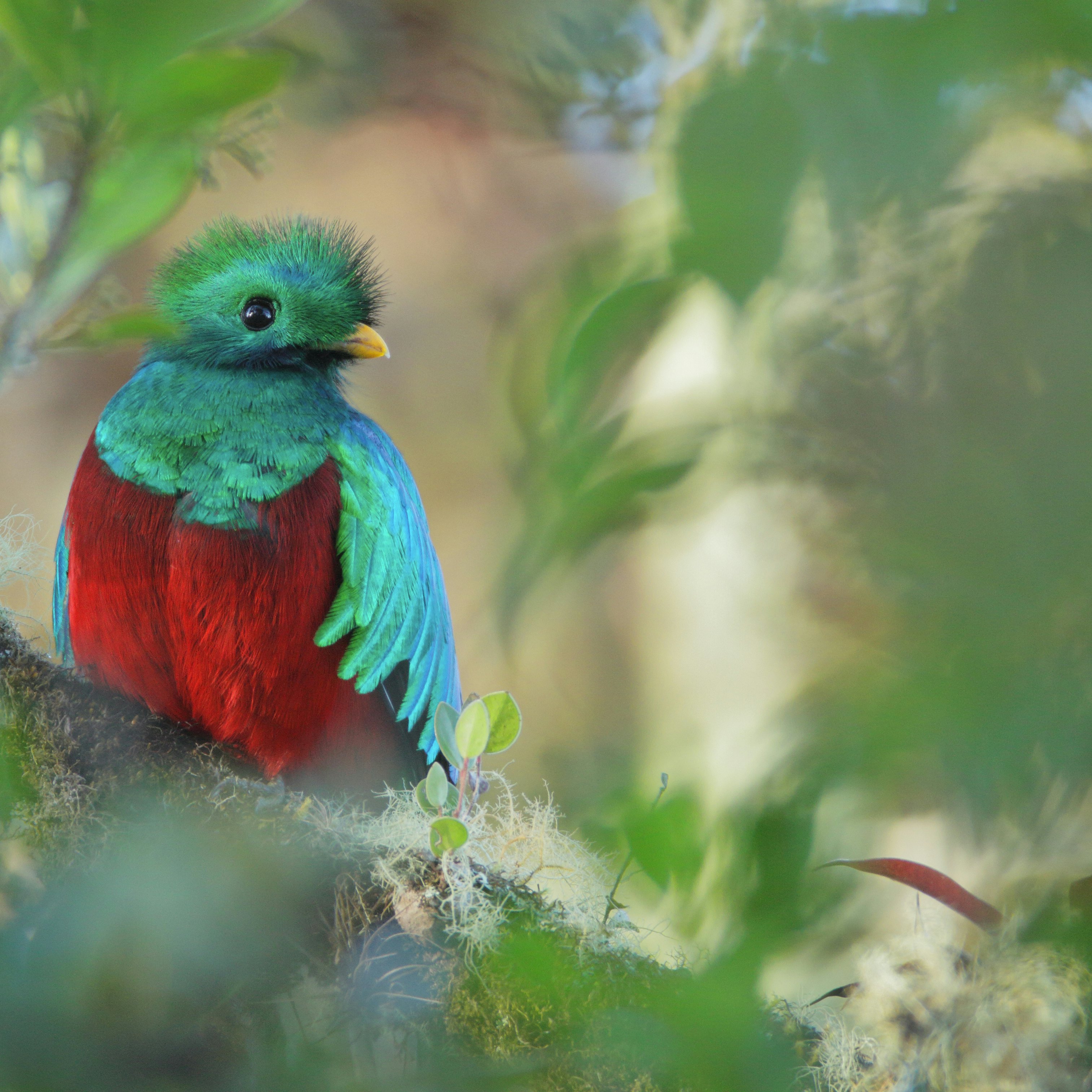 Resplendent Quetzal