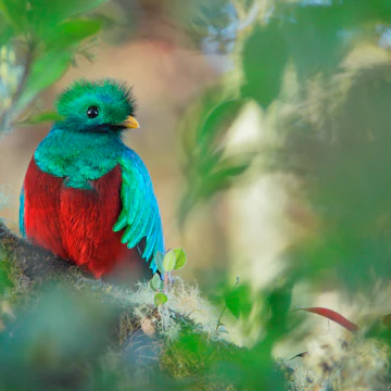 Resplendent Quetzal