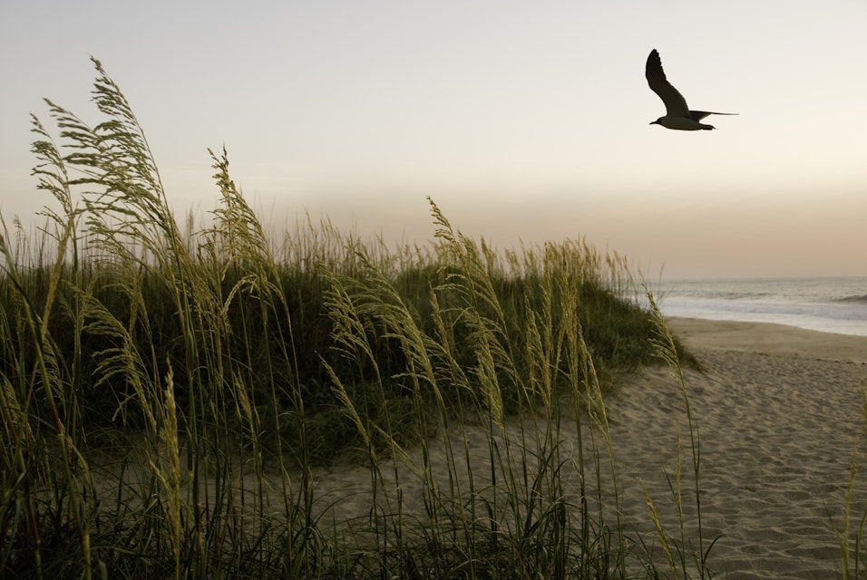 sunrise - sea oats and grasses grow on sand dunes of the Outer Banks seacoast of North Carolina